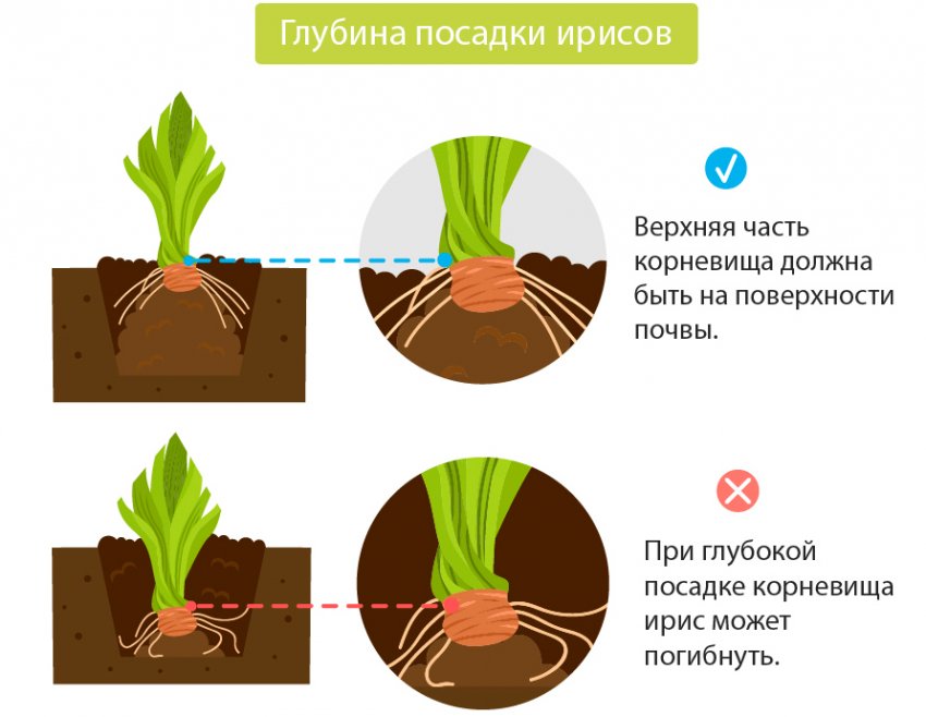 на какую глубину сажают ирисы. Смотреть фото на какую глубину сажают ирисы. Смотреть картинку на какую глубину сажают ирисы. Картинка про на какую глубину сажают ирисы. Фото на какую глубину сажают ирисы