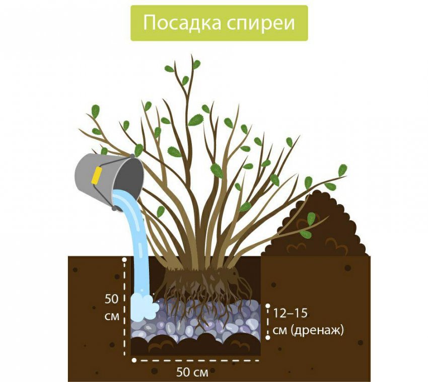 пересадить спирею летом можно ли