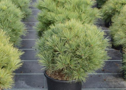 Выращивание сосны веймутовой Минимус