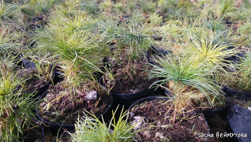 Саджанці сосни веймутової Саджанці сосни веймутової