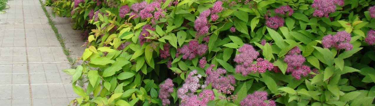 Спірея японська: сорти для живоплоту