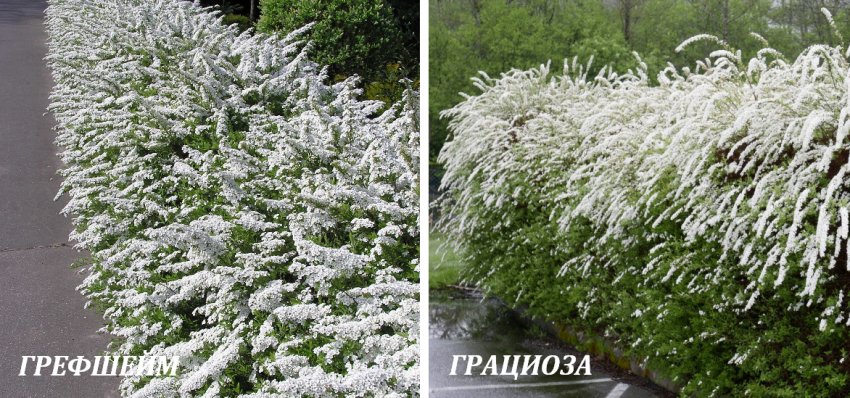 Види спіреї сірої Види спіреї сірої