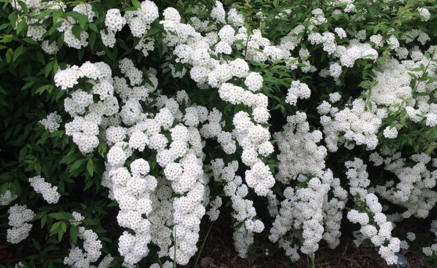 Спірея Вангутта Спірея Вангутта