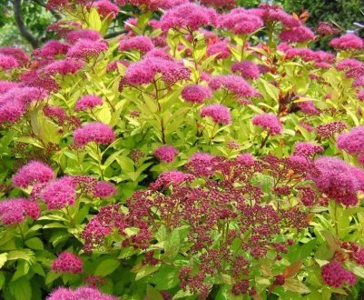 Як вирощувати спирею в Сибіру: особливості та рекомендації