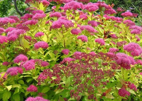 Как выращивать спирею в Сибири: особенности и рекомендации