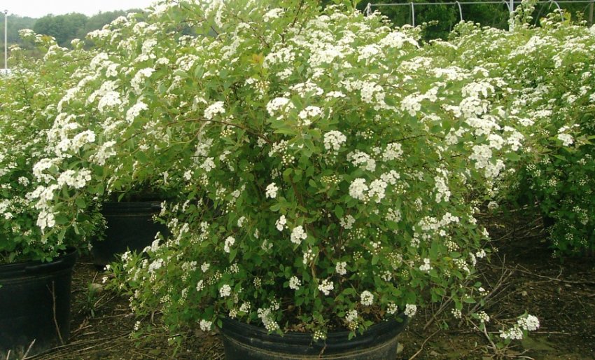 Спірея Вангутта Renaissance Спірея Вангутта Renaissance