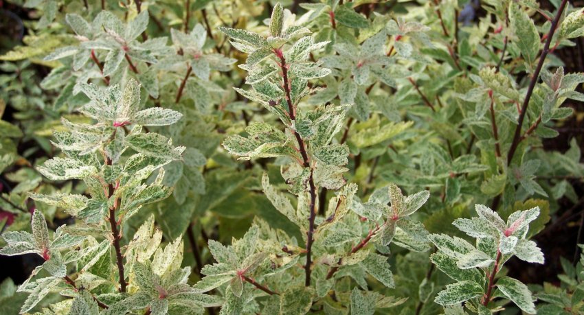 Спірея Вангутта Pink Ice Спірея Вангутта Pink Ice