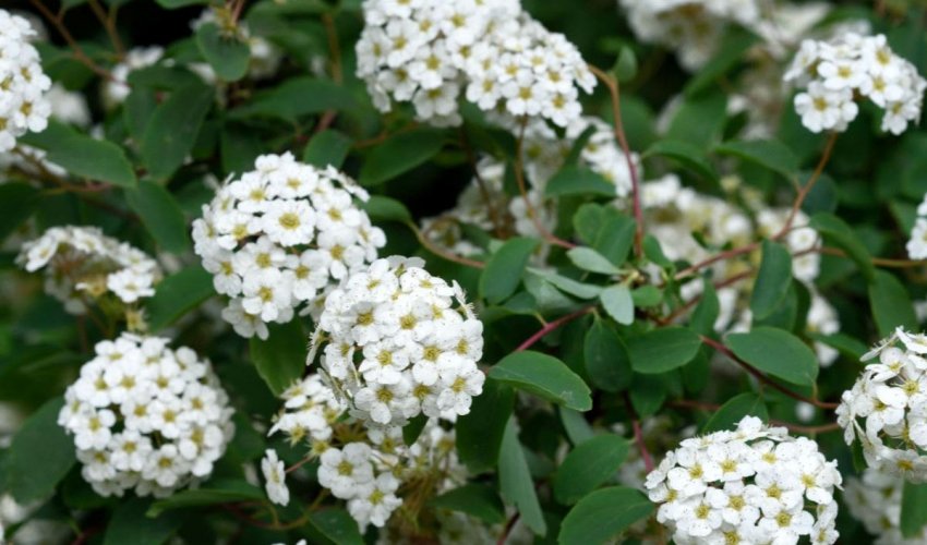 Спірея Вангутта Snow White Спірея Вангутта Snow White