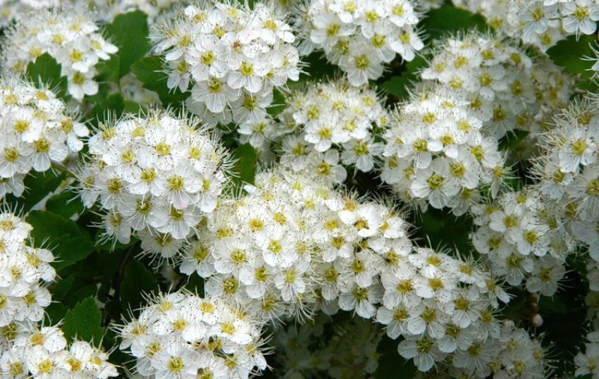 Спірея Дубравколистная Спірея Дубравколистная