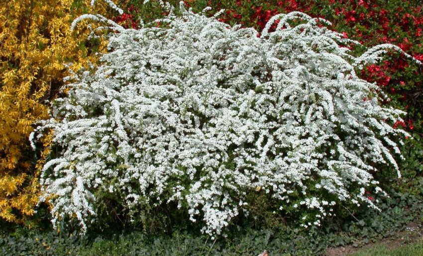 Спірея Аргута Спірея Аргута