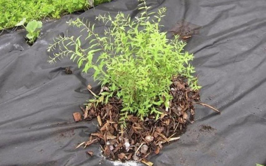 Догляд за спіреєю Догляд за спіреєю