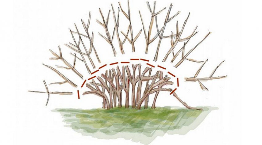 Обрізка дорослого кущів спіреї Обрізка дорослого кущів спіреї