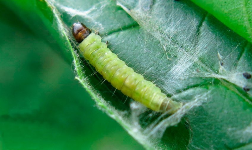 Гусениця листовійки Гусениця листовійки