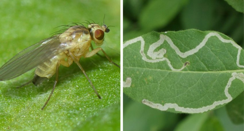 Мінуюча муха Мінуюча муха