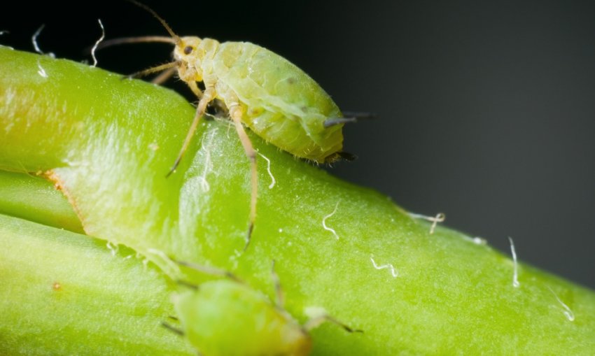 Зелена розанная попелиця Зелена розанная попелиця