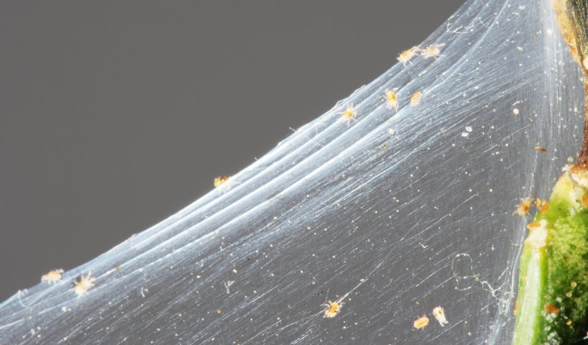 Павутинні кліщі Павутинні кліщі