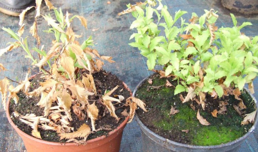 Сохнуть саджанці спіреї Сохнуть саджанці спіреї