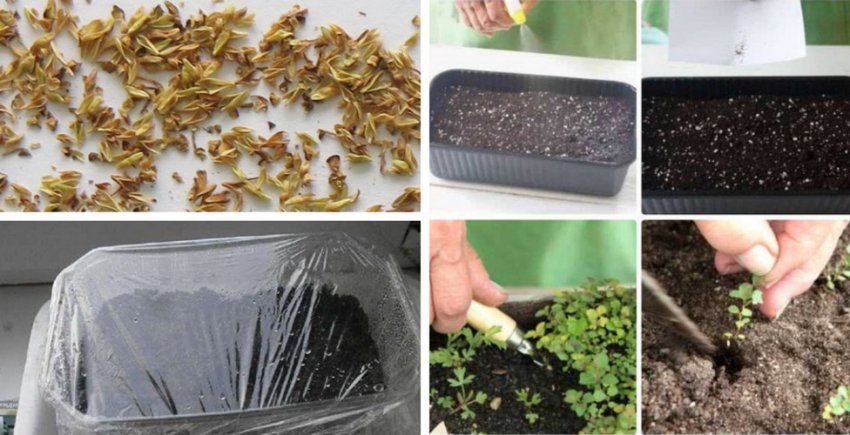 Посадка насіння в грунт
