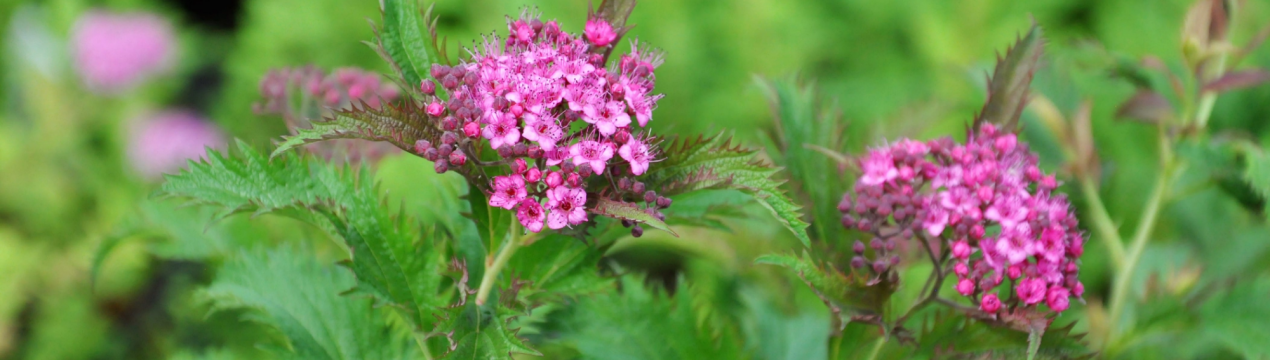 Як виглядає спірея Кріспа, особливості посадки і догляду