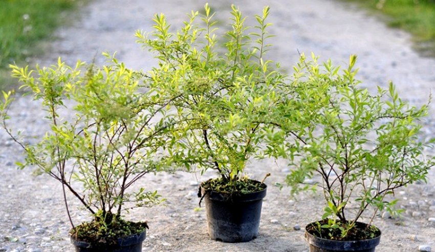 Саджанці спіреї Саджанці спіреї