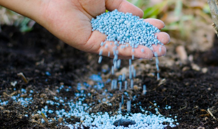 Підживлення спіреї під кущ Підживлення спіреї під кущ