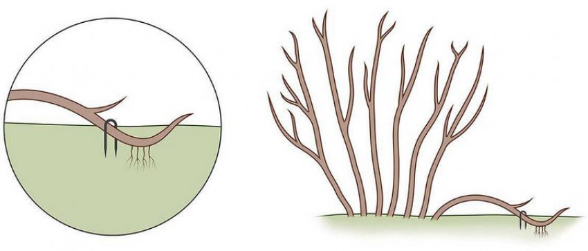 Розмноження спіреї відводки Розмноження спіреї відводки