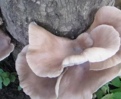 Вирощування гливи на пнях