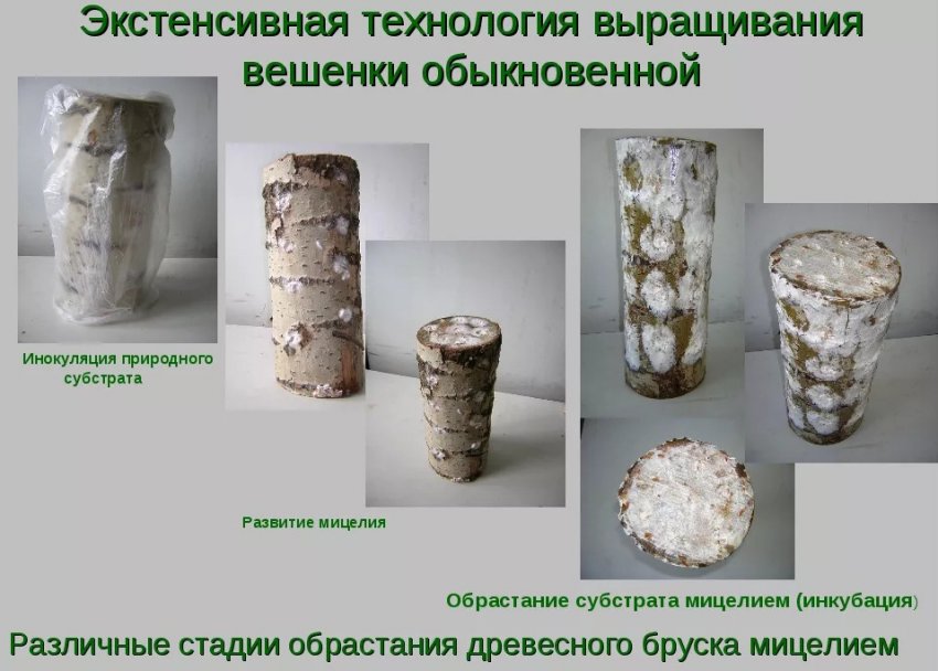 Вырастить вешенку на пеньках