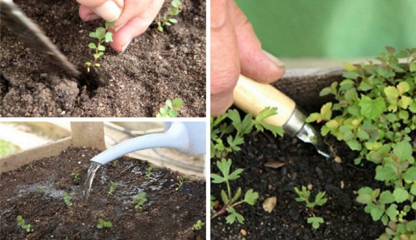 Черенки спиреи. Черенки спирея вангутта. Черенки спирея вангутта. Спирея укоренение черенков. Спирея укоренение черенков.