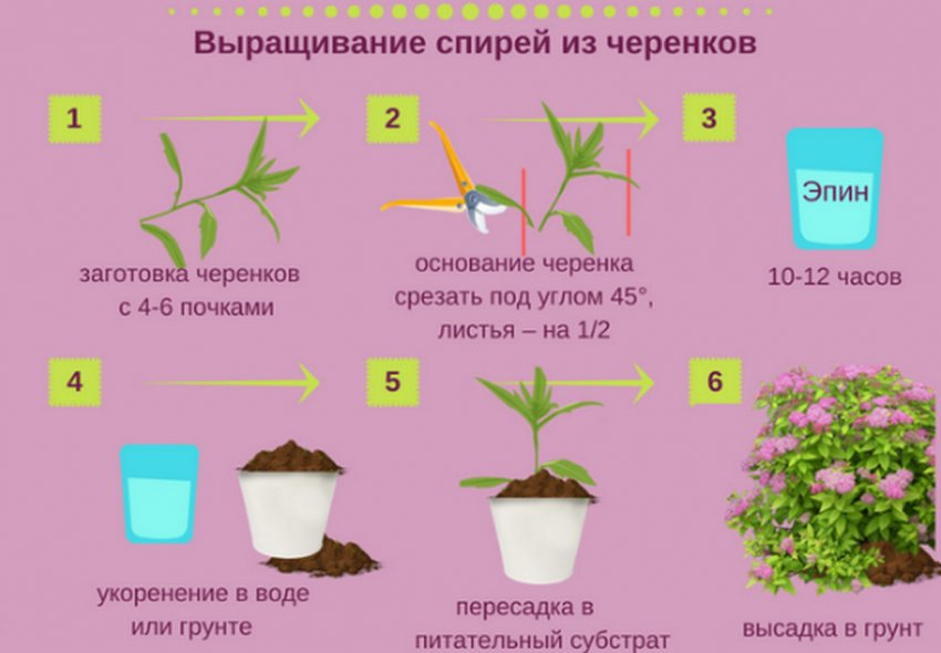 Вирощування спіреї з живців