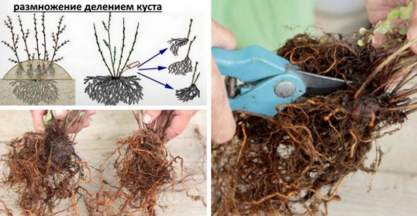 Схема розмноження поділом куща