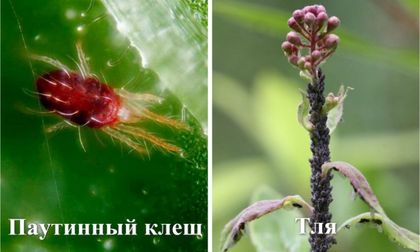 Шкідники спіреї