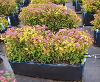 Як посадити спирею і доглядати за нею