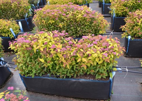 Как посадить спирею и ухаживать за ней