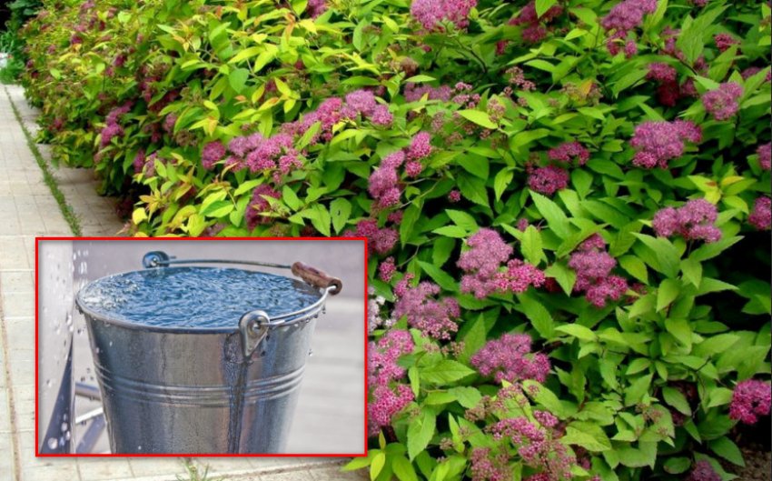 Полив спіреї Полив спіреї