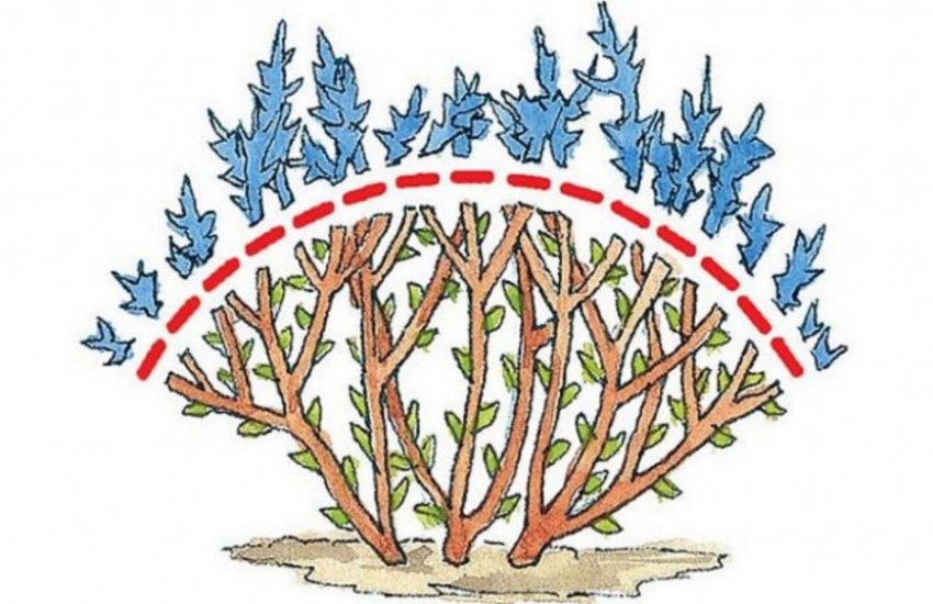 Обрізка спіреї Обрізка спіреї