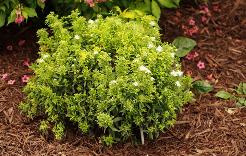 Мульчування спіреї Мульчування спіреї