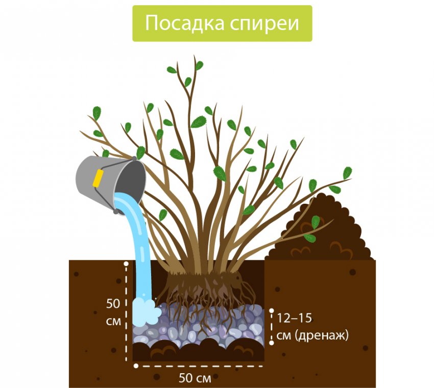 лучшие сорта спиреи для урала с долгим цветением. Смотреть фото лучшие сорта спиреи для урала с долгим цветением. Смотреть картинку лучшие сорта спиреи для урала с долгим цветением. Картинка про лучшие сорта спиреи для урала с долгим цветением. Фото лучшие сорта спиреи для урала с долгим цветением