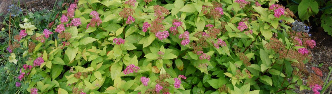 Вирощування спіреї японської Кэндллайт: особливості посадки і догляду