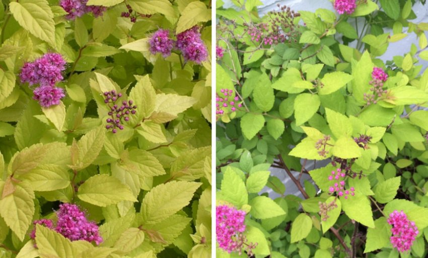 Спірея японська Кендллайт