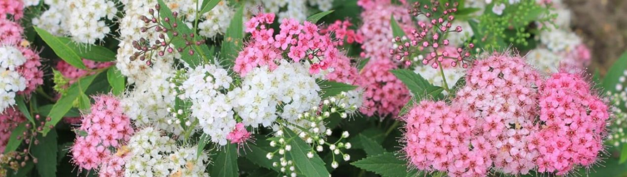 лучшие сорта спиреи для урала с долгим цветением. Смотреть фото лучшие сорта спиреи для урала с долгим цветением. Смотреть картинку лучшие сорта спиреи для урала с долгим цветением. Картинка про лучшие сорта спиреи для урала с долгим цветением. Фото лучшие сорта спиреи для урала с долгим цветением