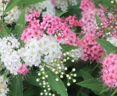 Особливості вирощування спіреї на Уралі