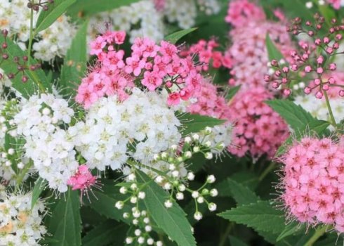 Особливості вирощування спіреї на Уралі