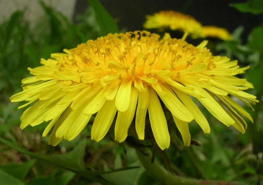 Каучук з кульбаб навчилися робити в Європі Каучук з кульбаб навчилися робити в Європі