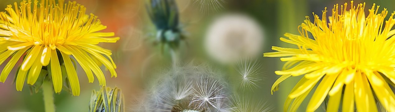 Каучук з кульбаб навчилися робити в Європі