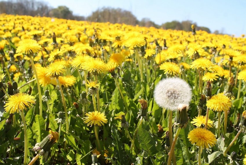 Каучук з кульбаб навчилися робити в Європі Каучук з кульбаб навчилися робити в Європі