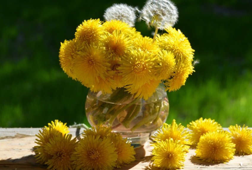 Каучук з кульбаб навчилися робити в Європі Каучук з кульбаб навчилися робити в Європі