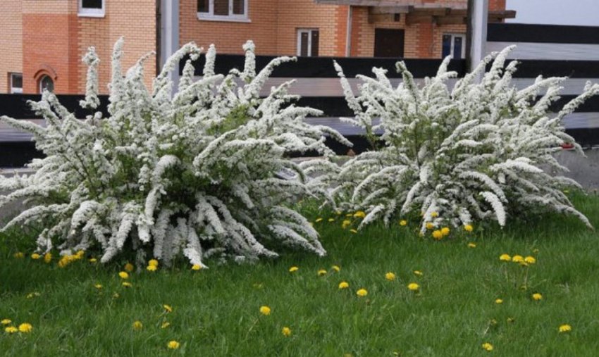 Спірея Грефшейм Спірея Грефшейм