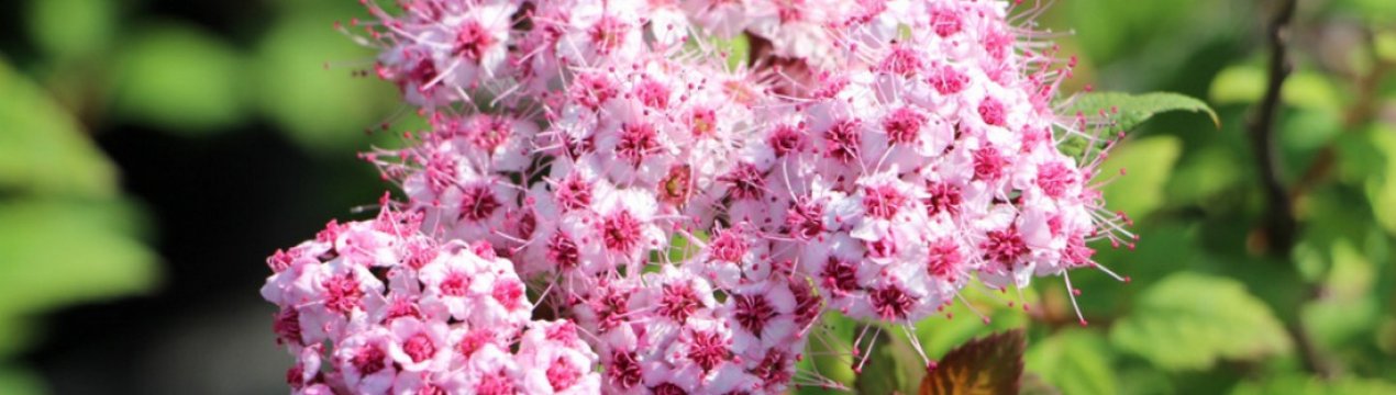 Опис спіреї Спарклинг Шампань