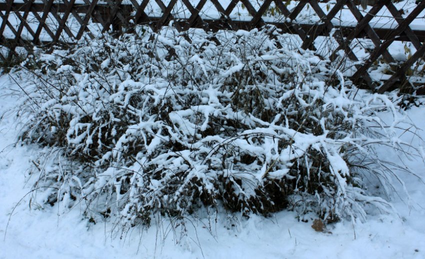 Кущ спіреї взимку